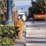 Istanbul Cats 2